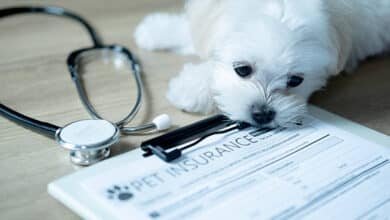 Dog Insurance