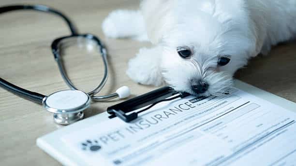 Dog Insurance