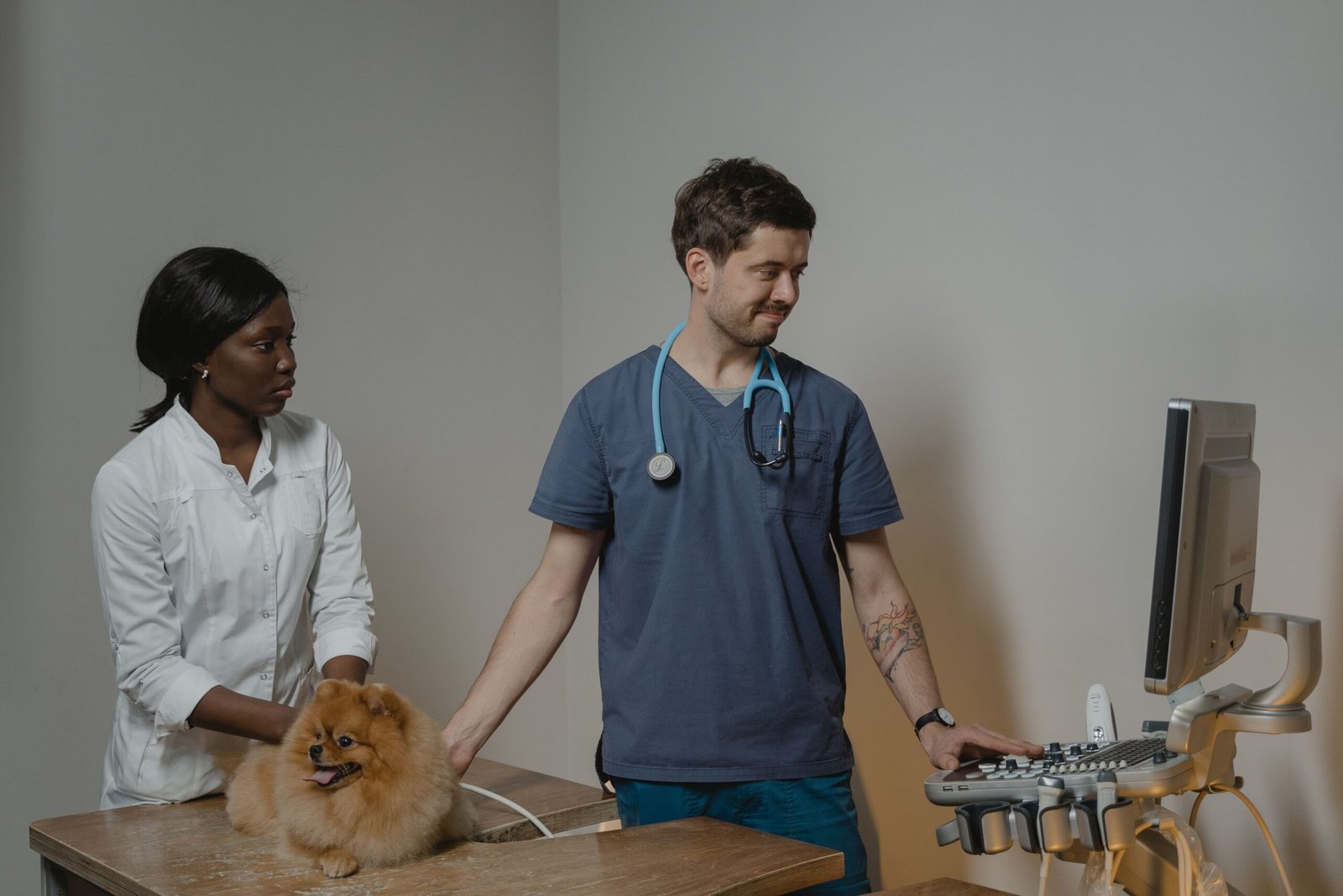 Veterinarian examining a dog during a health check